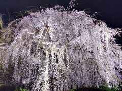 食事の後は円山公園にてしだれ桜を堪能。