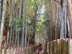 ひよどり坂
竹林の中を台地からJR側の低地に降りて行けます。