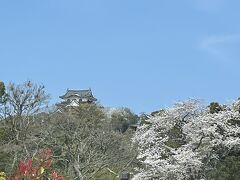 場面はびゅーんっと飛んで、桜満開の彦根城に到着！！

宴会明けの朝でも、お出かけとあって、いつも通り6時に目覚めてくれたので、和歌山を8時に出発できたものの、なんと大阪、京都のところどころで渋滞していて、彦根に着いたら11時半過ぎ！！
観光前にまずはランチにしましょう♪