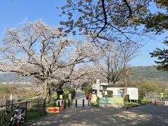 2023.3.28　火曜日　AM7：47　背割提　　京都府八幡市八幡在応寺地先
宇治川と木津川を隔てる堤防で、淀川河川公園背割堤地区として国営公園となっています。春には、約1.4キロメートル続く見事な桜のトンネルが名所
https://www.yodogawa-park.jp/sakurafes/　　　（公式HP)
シーズン中は清掃協力金１００円が必要ですが9時より前に来れば料金所が開設されてないので自由に入れる。

P=は桜祭りの時期は背割提無料駐車場閉鎖されます。
南側に八幡市の駐車場が有りますがこの時期はAM8時には閉鎖されますのでAM8時までに入庫する必要が有ります（出庫は自由）1時間100円
自転車は写真右下の駐車場に入れるのだが案内が無いのでみんな適当に置いている。　