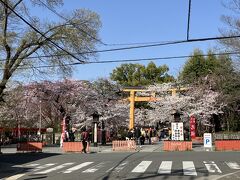 2023.3.28　火曜日　AM9：31　平野神社
京都府京都市北区平野宮本町１ 　　P=最大料金600円（神社北東側）
https://www.hiranojinja.com/　　　（公式HP)

