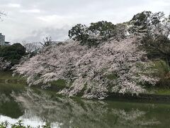 ＜千鳥ヶ淵＞

拡大。
お堀に映る桜。
なんて美しいのでしょう！