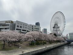 女神橋の上から見た、新港パークの桜並木