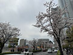 国際橋交差点から桜木町駅までのさくら通りも、桜並木がきれいなところです