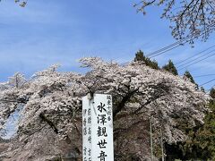 少し時間があったのでその先へドライブ。

大きな桜の木がこちらも満開。
