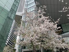 虎ノ門ヒルズのエントランスには桜の木がありました。