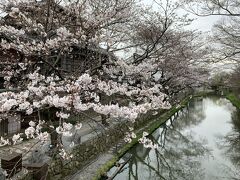 桜は咲き始め。