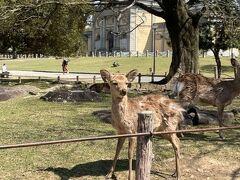 奈良公園の鹿です。観光客が多く、鹿せんべいをもらっていました