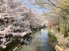 川面は満開の桜に映える。