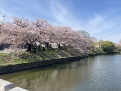 福岡城跡に整備された舞鶴公園に来ました。堀跡と桜の光景です。
