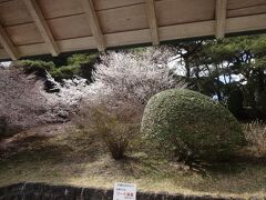 箱根の芦ノ湖湖畔の公園です。

恩師箱根公園にやってきます。

ここは小田原城よりも700ｍくらい標高が高いでしょうか、先程の春爛漫の体感温度からヒンヤリした空気に包まれます。