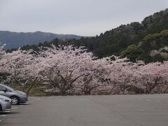 さて、来宮神社を後にして、着いたのは広い駐車場。

ここも桜が満開です！