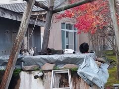 銀婚湯の裏庭の猫