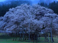 5：00　根尾谷淡墨公園/根尾谷淡墨桜（ねおだにうすずみさくら）

昨晩出発して道の駅/パレットピアおおので車中泊。
４時半起床。
今日は1日雨の予報なので雨の似合いそうな淡墨桜を見に来た。


見学無料
駐車場無料