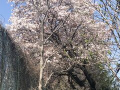 この公園にも桜がたくさん植っててお天気もいいけど、お花見してる人は誰もおらん(^_^;)