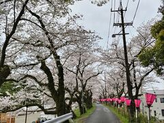 藤枝、瀬戸川沿いの桜見物にやって来ました。勝草橋のそばの、志田河川敷公園に駐車して、