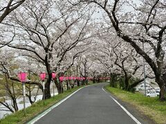 こちら側の桜も素晴らしい!