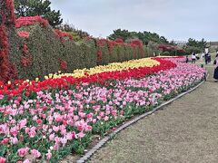 そして、吉田公園のチューリップ祭りにやって来ました。