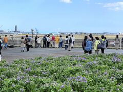 成田空港のすぐ隣にある「さくらの山公園」に行ってみました。飛行機好きと花好きの人が集まる公園です。滑走路と飛行機がよく見えます。