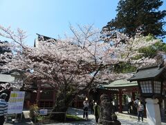 ＠鹽竈神社・楼門前
ソメイヨシノは八分で、見事な枝ぶり。