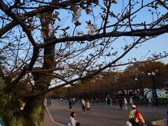3/19の福岡の福岡城址・舞鶴公園です。福岡市の開花日は3/18、開花1日後の桜予報は「つぼみ」で、ソメイヨシノは花が僅かに咲いている程度。
