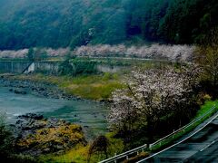 高知県西部のの四万十川の流域を旅します。宿毛市の開花日は3/15、開花の6日後です。四万十川沿いには桜並木が幾つもあり、そのうちのひとつがほぼ満開です。