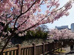 最初の目的地は静岡。静岡市の開花日3/19、開花から3日経ちましたがこの日の静岡の桜予報は「咲き始め」。駿府城公園沿いの外側には桜が満開です。小さな桜は咲くのが早い様です。堀の内側の大きな桜はまだつぼみです。

