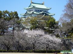 名古屋城です。多くの桜がまだつぼみですが、なぜか城と一緒に写真を撮れる映えスポット桜のみが咲いています。
