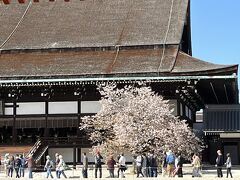 　左近の桜
　春を盛りに儚く散る桜の光景は無常を象徴し、「花」といえば桜を指すほどに日本人の心の琴線に触れるものとして、永遠を連想させる橘との見事な対比を見せています。