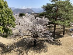 本丸の桜
その先には大手門やUFOの基地と言われる皆神山が見えます。