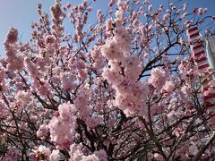 春めき桜　2023.3.11