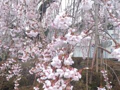 しだれ桜。
設楽町の役場にて。