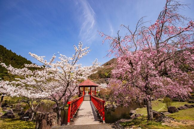 渓石園の桜 2023』耶馬溪・中津・玖珠(大分県)の旅行記・ブログ by