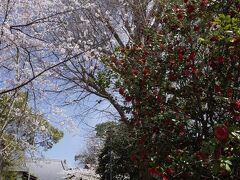 永福寺は、桜と椿がコラボしていました。