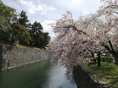 二条城にやってきました。
中には入らないでお堀だけ。
自転車だと適当に走って偶然桜の綺麗な場所を見つけたり、寄り道てきるから良き。