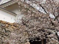 先ずは浜松城公園へ
桜が満開