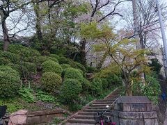 この日、横浜の夜桜&#127800;巡ります。
この時期の、横浜の掃部山公園、大岡川の夜桜&#127800;を楽しみつつ、人のにぎわい具合を観察していきます。
掃部山公園に到着。