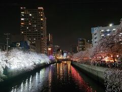 大岡川の夜桜を鑑賞。