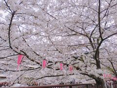 目黒川到着
桜が満開