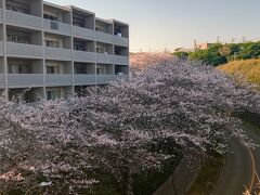 京急線三崎口駅に着きました(^^)

駅ホームから、見頃は過ぎたけど桜が見えます(^^)

隣の三浦海岸駅は河津桜の名所だから、来年でも機会があれば行ってみよう(^^)