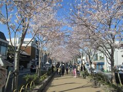 若宮大路の桜　鎌倉八幡宮から南南西に走る大通りを若宮大路といい、この大路の中央に一段高い道があり、これを壇葛という。この壇葛の両脇に植えられている桜が満開で綺麗でした