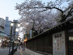 翌日朝の散歩でホテル近くの櫛田神社まで行ってみました、早朝の神社は静謐で神聖な空気に包まれています。誰もいない境内には満開の桜が咲き誇っていました。