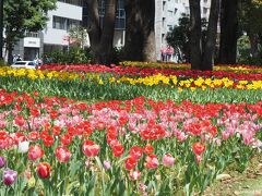 横浜公園のチューリップ

スタジアムのある横浜公園では10万本以上のチューリップが咲き誇ります。

第45回「よこはま花と緑のスプリングフェア」2023として、
4月７～９日にフラワーマーケットや園芸祭＠横浜公園、山下公園
4月7日～5月7日に花壇展＠山下公園、日本大通り
が開催されます。