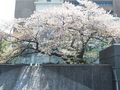 開港広場公園に隣接する横浜海岸教会の桜（ソメイヨシノ）

市内中心部でも開花が早いことで知られます。
