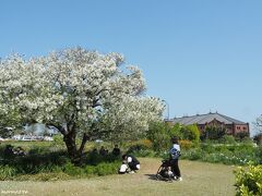新港中央公園の桜