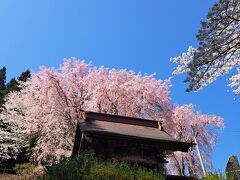 ちょうど見ごろの桜、ちょっと濃いめの枝垂桜が青空に映えてとてもきれいでした。