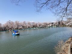 桜は対岸がメインのようですが、池越しの桜も素敵なので、この辺りのベンチに座ってさっき買ったパンでお花見をします。
ペンギンベーカリーのパンは普通に美味しい。