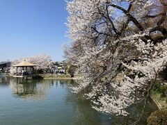 桜がいい感じ。