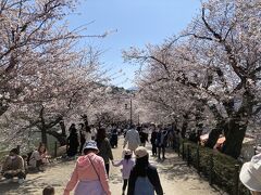 西岸沿いの桜並木。
人が多い。
露店もたくさん出ています。