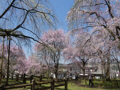 清雲寺のしだれ桜はまだまだ美しいけど